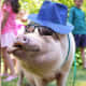 Gilbert The Party Pig Will Make Your Massachusetts Event Worth Every Penny