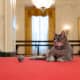 Meet Willow: White House Has A Cat For First Time In More Than 12 Years