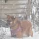 Mattia Marricco's dog, Foxy, enjoying the snow in Cortlandt.