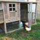 Ariel Moronta's chickens check out their fancy West Haverstraw digs.