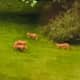 A group of foxes has made themselves at home in North Salem.