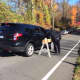 Police arrive on scene where possible human remains were found on Norfield Road in Weston.