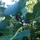 Figs grown by Poughkeepsie resident Michael Fanelli.