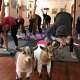Totes Goats, LLC is holding goat yoga classes at the New Weis Center for Education, Arts and Recreation in Ringwood.