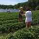 Jones Family Farm is open for strawberry picking.