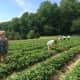 Strawberry lovers got a jump on the pick-your-own season at Jones Family Farms Thursday.