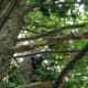A bear is up a tree near downtown New Canaan on Tuesday.
