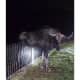 Moose Rescued After Getting Stuck On Fence In Connecticut