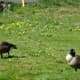 A pair of Canada Geese.