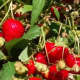 The fields will open for strawberry season at Pumpkinseed Hill Farm on Thursday, June 2, at Pumpkinseed Hill in Shelton, from 8 a.m. to 5:30 p.m.
