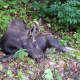 A photo of the moose struck by a vehicle in the Town of Cortlandt on Saturday morning.