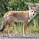 Coyotes were spotted in Rye Brook.