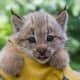 The Beardsley Zoo will be saying goodbye to their two lynx kittens soon.