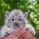 The Beardsley Zoo will be saying goodbye to their two lynx kittens soon.