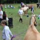 Preparing the horses during a past annual sports show sponsored by the Peekskill Rotary Club. This year's show is Sept. 29-30 at Blue Mountain Reservation.