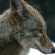 Coyote, Bear Sightings Reported Within Days In This Hudson Valley Town