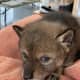 'Lost Puppy' Rescued By Massachusetts Family Turns Out To Be Baby Coyote