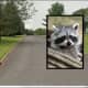 Raccoon Tests Positive For Rabies In Hunterdon County