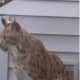 Possible Bobcat Sighting Reported In West Islip