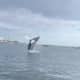 WATCH: Humpback Whale Leaps Out Of Water At Boston Harbor