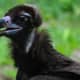 More Than 100 Vultures Found Dead On North Jersey Trail Due To Bird Flu