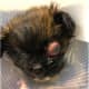 Child Roughhousing With Mini Yorkie Puppy Causes Severe Damage: NJ Rescue
