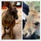 Illegally Owned Baby Kangaroo In Adams County Listed For Sale On Facebook Marketplace