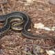 'Remain Calm': CT DEEP Offers Guidance For Snake Encounters