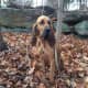 Connecticut State Police K9 Texas, a nonaggressive brown bloodhound, is missing in Danbury. He is wearing a green tracking vest.
