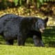 Bear Charges, Attacks Woman In Sussex County, State Police Say