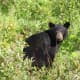 Local, State Authorities Investigating Shooting Of Mother Bear In Newtown