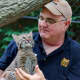 Beardsley Zoo Deputy Director Don Goff holds one of the zoo's Canada lynx kittens.