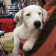Coco. Puppy hound-terrier mix rescued from Puerto Rico. Angels for Animals Cliffside Park gjuric.afan66@gmail.com