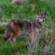 Separate Coyote Attacks On Dogs Reported In CT