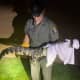Video Shows Alligator Being Captured Near School In Hudson Valley