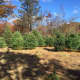 Some of the trees at Bear Swamp Farm.