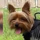 HE'S BACK: Yorkie Who Ran Off After Motorcycle Crash In Teaneck Finds Way Home To Bogota