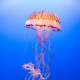 More Than 500 Stung By Jellyfish On Long Island Beaches