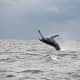 A humpback whale breaches in Long Island Sound off the coast of Stamford on Sept. 12. Photo courtesy of Dan Lent and the Maritime Aquarium at Norwalk.