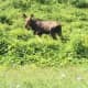 This moose was seen on the side of the Bear Mountain Parkway on the Peekskill/Cortlandt border around 10 a.m. Sunday, July 10. On Monday, officials from the state Department of Conservation warned the public not to approach or try to capture it.
