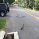 The mother duck looks for her ducklings, who all went down the storm drain on Ponus Avenue.