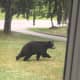 A Daily Voice reader submitted a photo of this recent black bear sighting in the area, this one in Poughkeepsie.