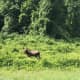 The moose was seen on the side of the Bear Mountain Parkway on the Peekskill/Cortlandt border around 10 a.m. Sunday.