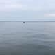 Madelyn and Jim Cummings spotted a humpback whale in the water of Long Island Sound off Norwalk on Friday evening.