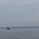 Madelyn and Jim Cummings spotted a humpback whale in the water of Long Island Sound off Norwalk on Friday evening.