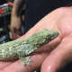 NJ Exotic Pets in Lodi specializes in reptiles and exotic mammals like skunks, squirrels, potbelly pigs and hedgehogs.