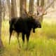 Moose On Loose In Schenectady County