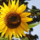 Vibrant sunflowers grow around the garden.