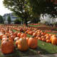 Hundreds of pumpkins from New Mexico were brought to Mount Kisco earlier this week.