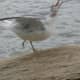 A one-footed sea gull has been spotted dining on the Hastings waterfront at MacEachron Park.